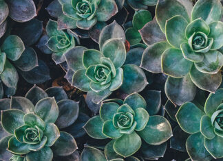 Urządzamy ogród w stylu nowoczesnym