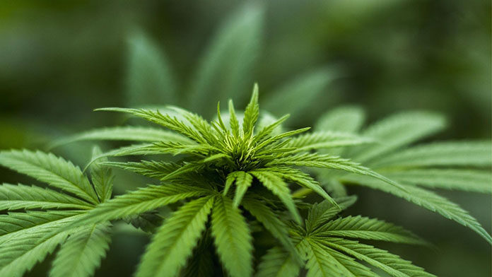 nasiona-marihuany-9 Feminizowane nasiona konopii