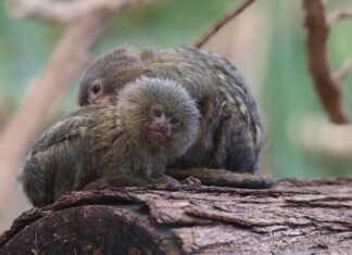 Ile hostów liczy najmniejsza sieć komputerowa?