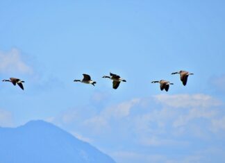 Kto kształtuje podaż pracy?