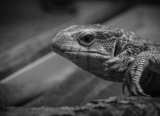 Jak monitorować realizację podstawy programowej w szkole?