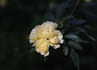 Ile jest banków komercyjnych?