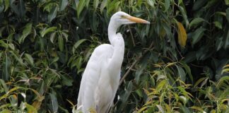 Dlaczego lubię mieszkać w Polsce?