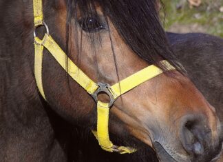 Skąd kantor ma pieniądze?