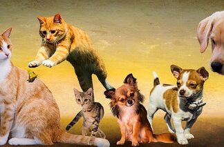 Na jakim poziomie inteligencji są psy?