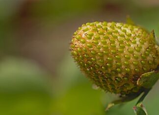 Kiedy osiąga się dojrzałość emocjonalną?